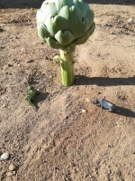 Andrea Fauvel Andrea Fauvel