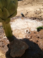 Andrea Fauvel Andrea Fauvel