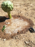 Andrea Fauvel Andrea Fauvel